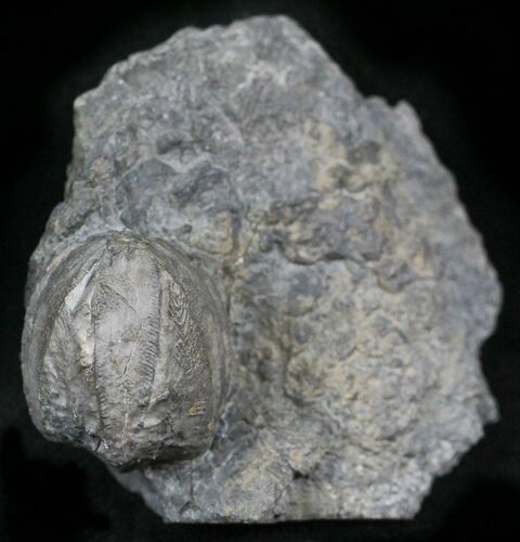 Blastoid (Pentremites) Plate - Oklahoma #25399